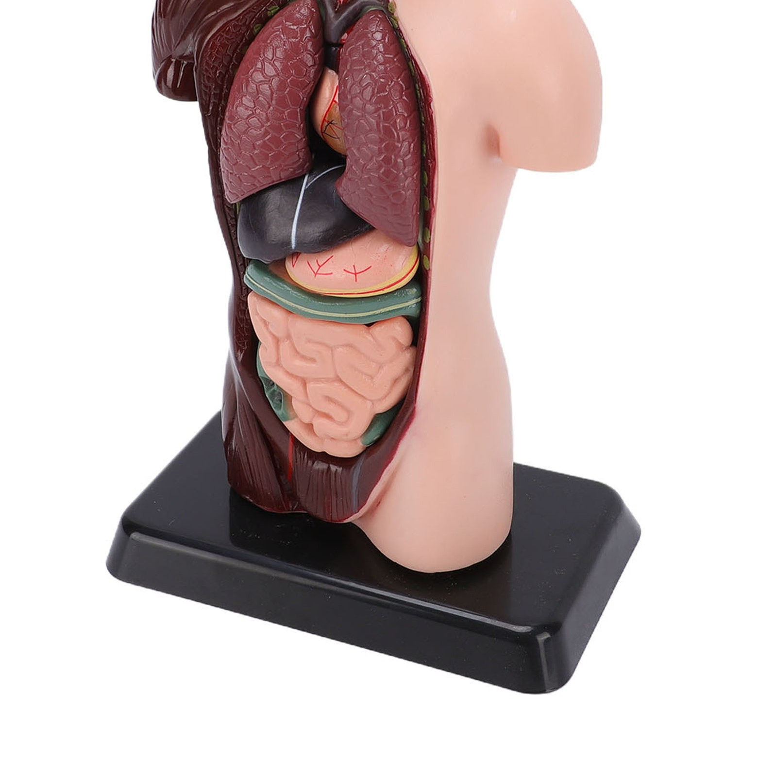 Interactive Human Body Model Organ Replica Education