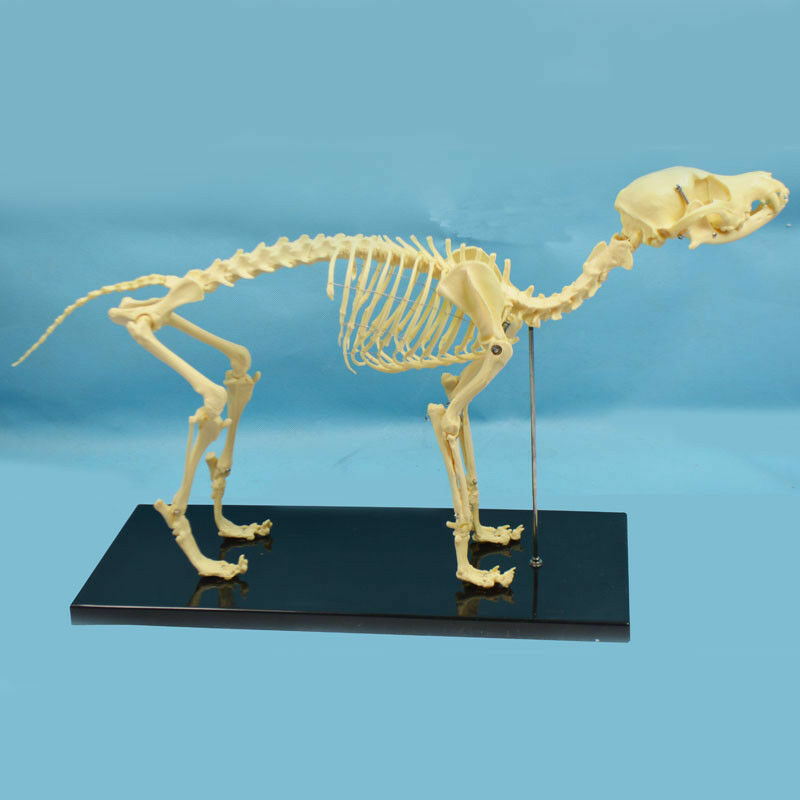PVC Education Model Canine Skeleton Standard Size Dog Display Lab Study Veterina