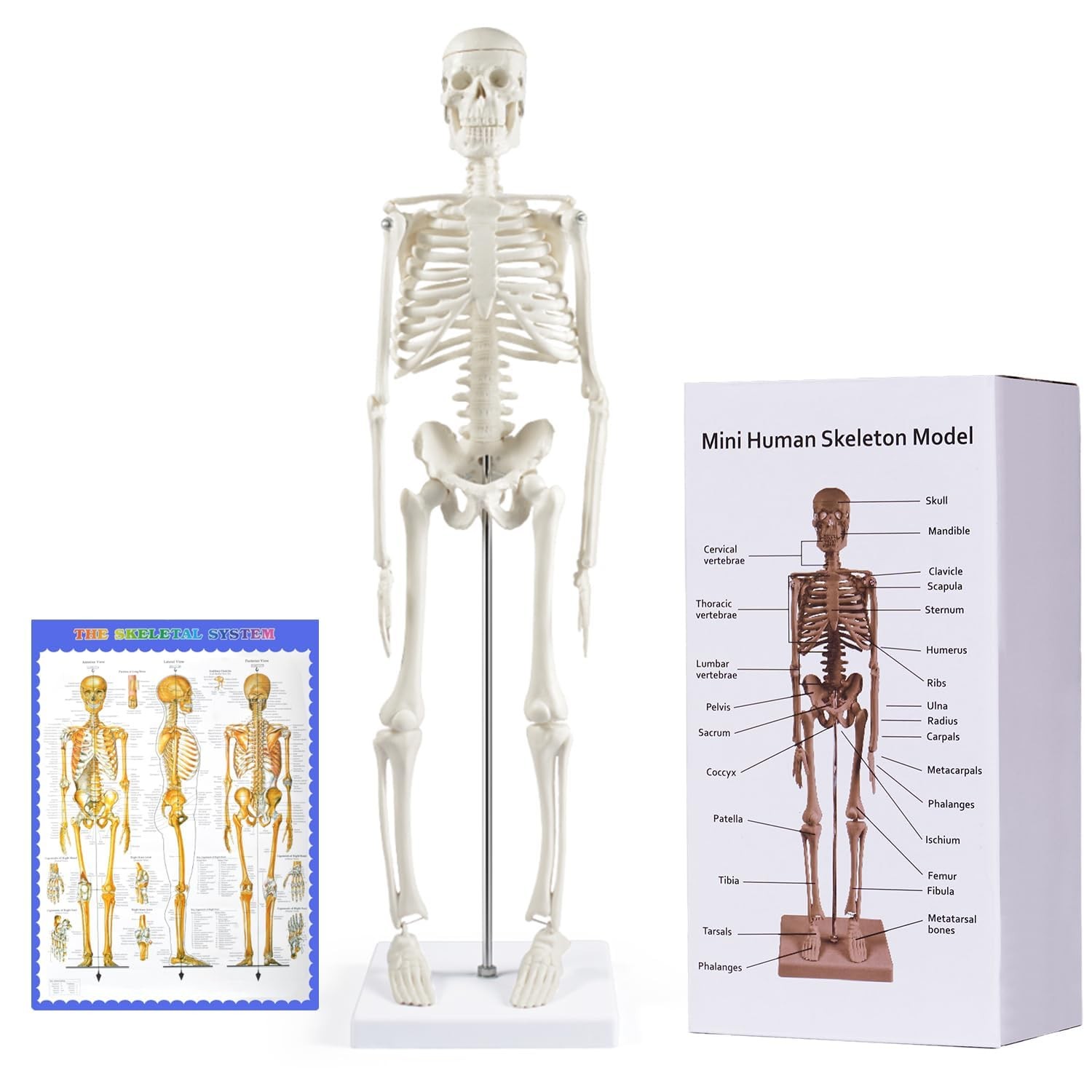 Human Skeleton Model for Anatomy,17”Mini Human Skeleton Model with Movable Arms