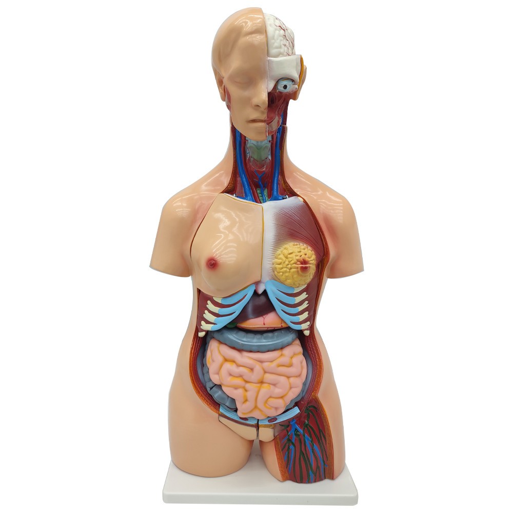 Detachable Human Torso Model Medical 31.89 in Dual-Sex Torso Anatomy Model
