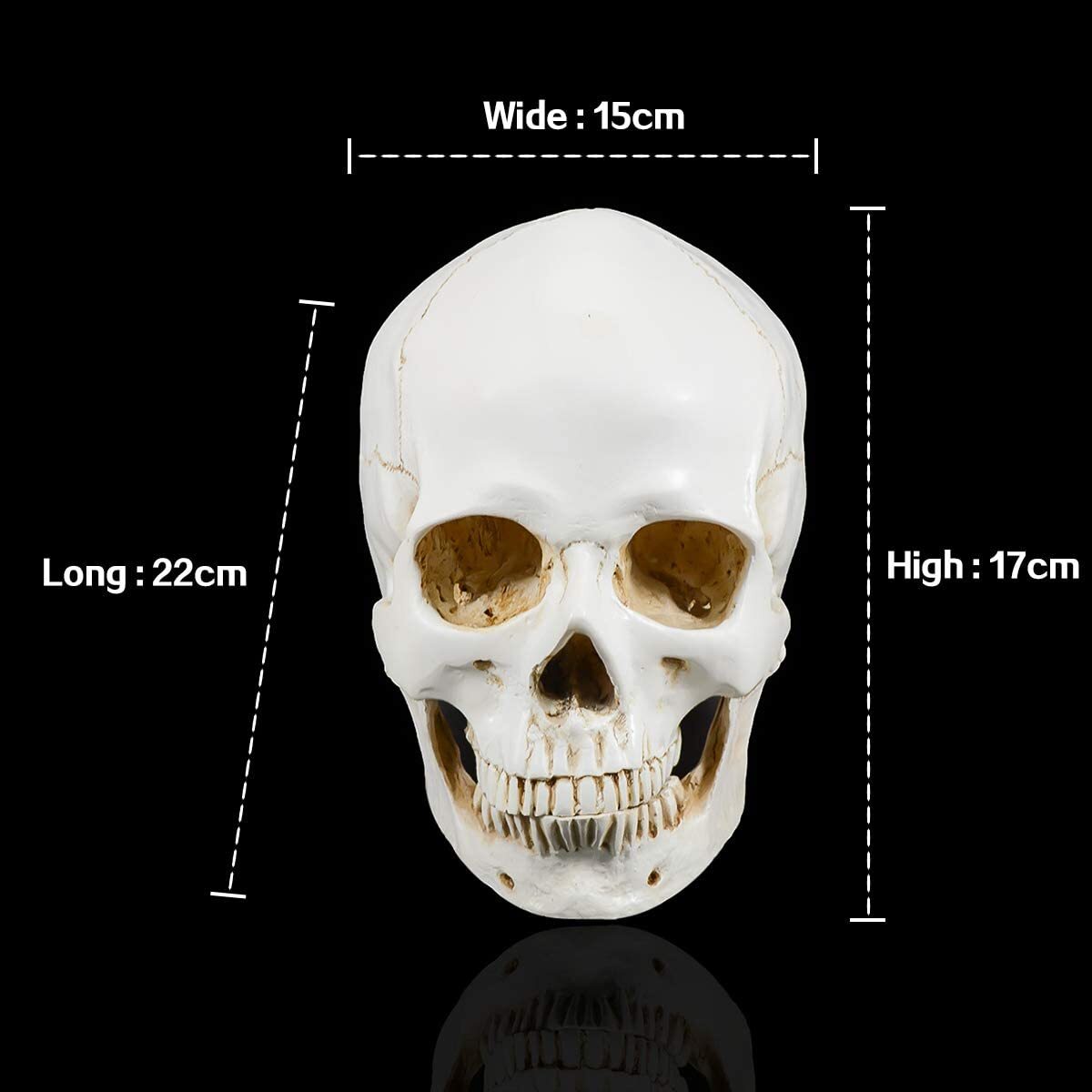Large Size Retro Removable Human Skull Anatomical Teaching Skeleton Head Model