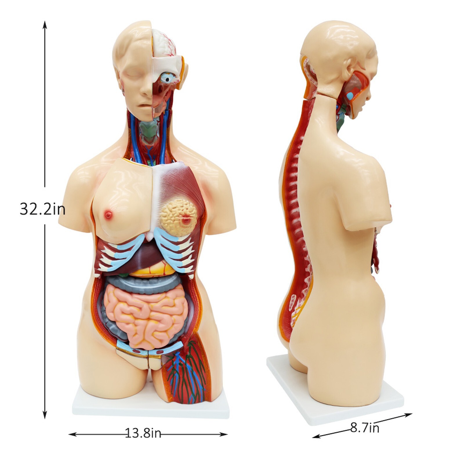 Human Torso Model Replaceable Detachable Female/Male Medical Teaching Model
