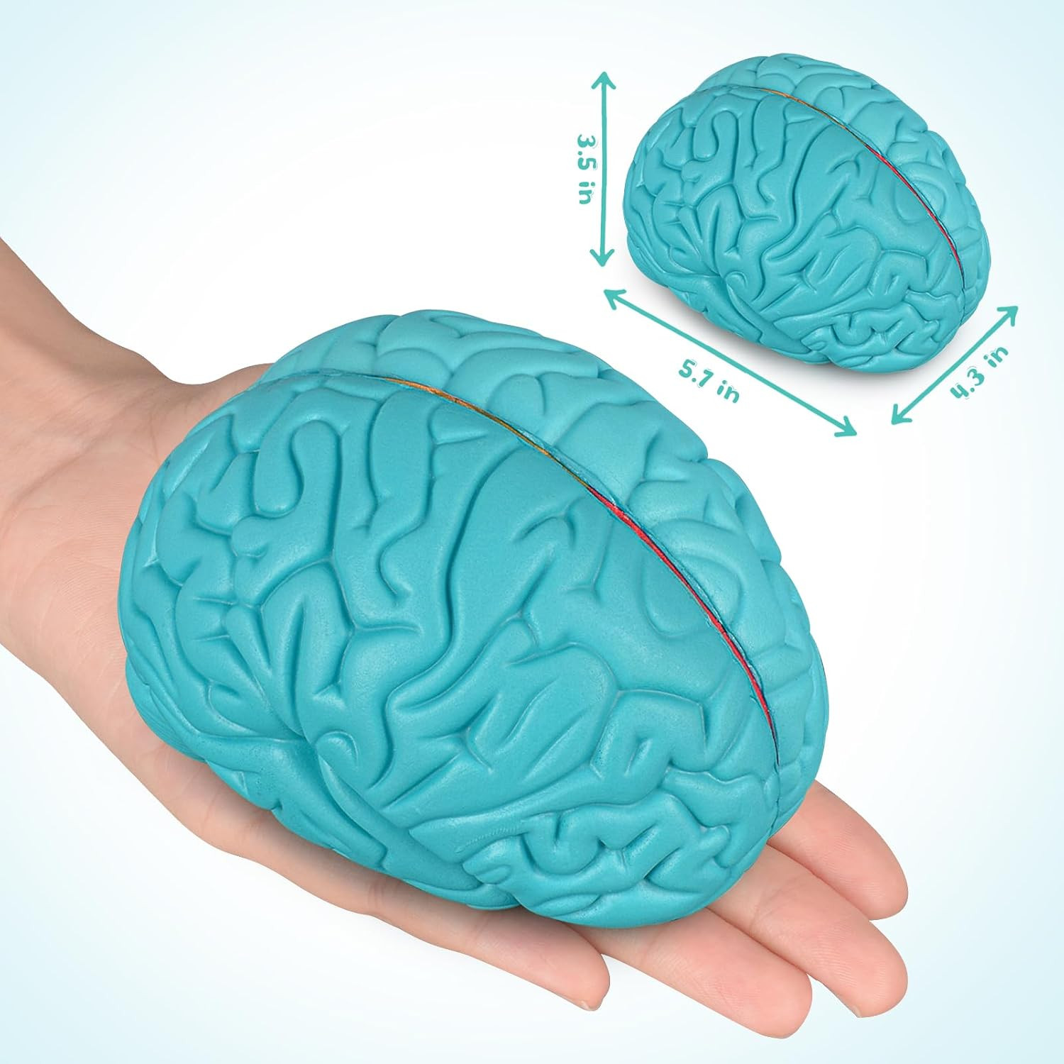 Skillssist Cross-Section Brain Model, Human Brain Anatomy Model, 2 Pieces Foam