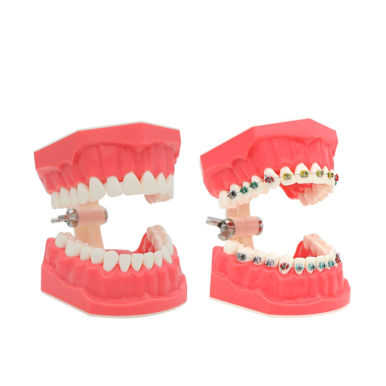 US Dental Typodont Orthodontic Treatment Research Tooth Model with Metal Bracket