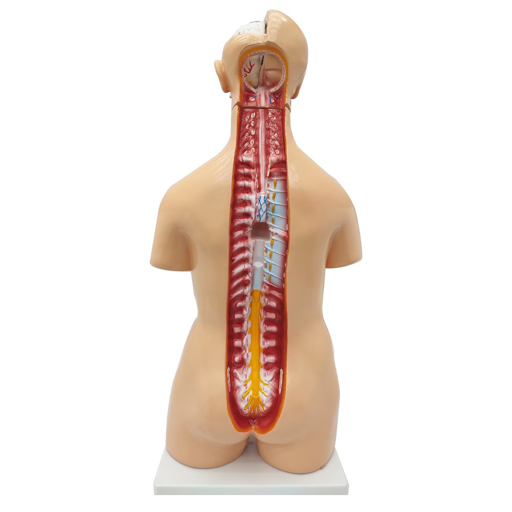 Detachable Human Torso Model Medical 31.89 in Dual-Sex Torso Anatomy Model