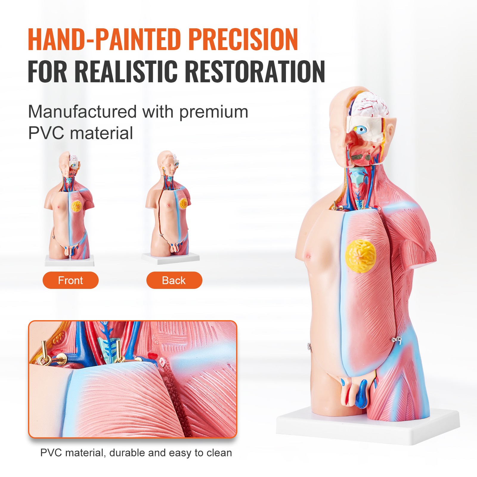 Uimoso Anatomical Human Torso Body Model Anatomy Internal Organ 18″ 23 Parts