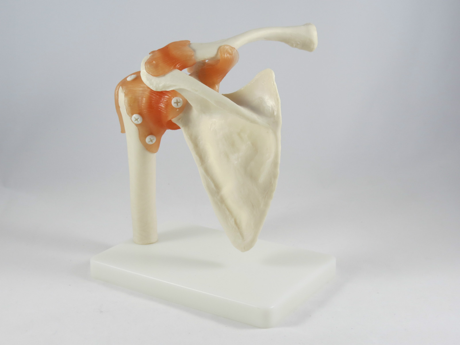 New Professional Shoulder Joint Medical Anatomy Model IT-008 ANGELUS