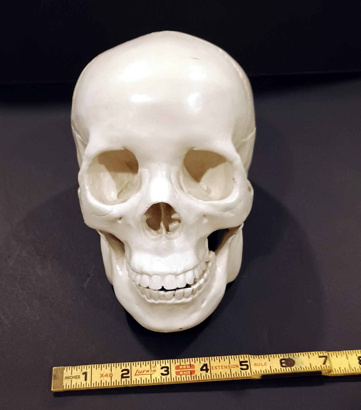 High-Quality Heavy Plastic Life-Size Anatomically Accurate Human Skull Model
