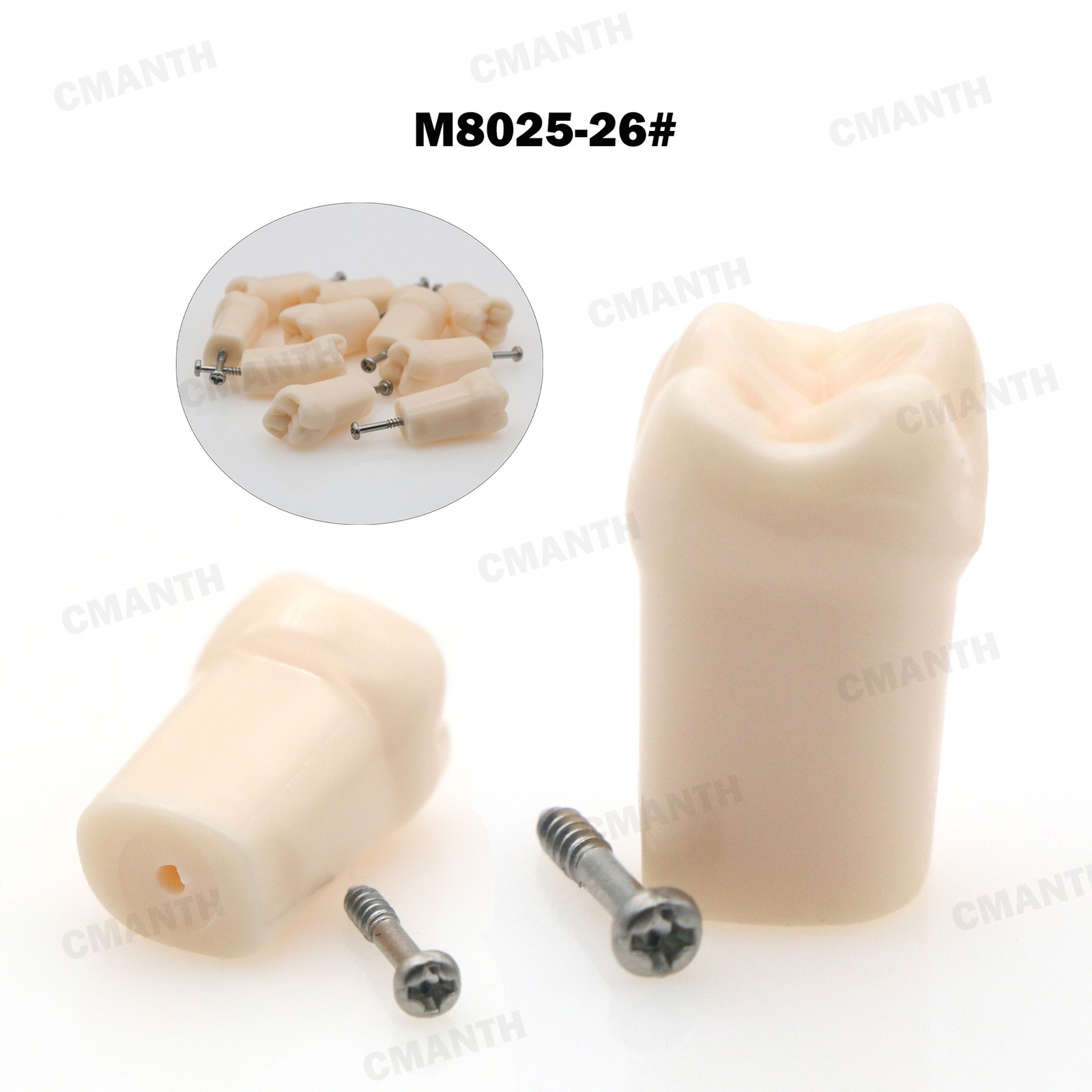 Screw-in Dental Teeth Typodont Model Replacement Fit Kilgore NISSIN 200/500 Type