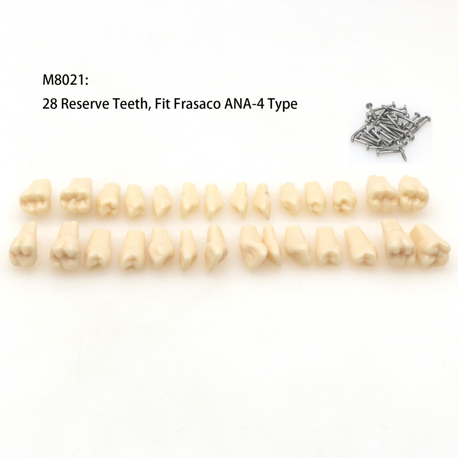 1/5/10Pcs Frasaco ANA-4 28Pcs Typodont Dental Replacement Screw-in Teeth Model