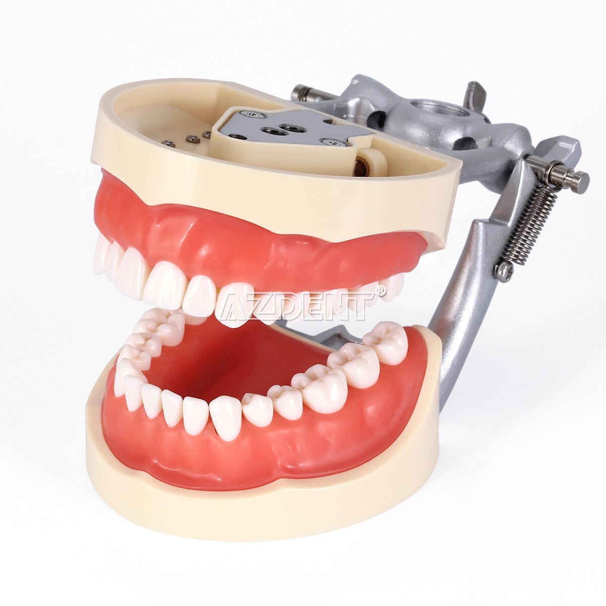 Kilgore NISSIN 200 Type Dental Typodont Model/Implant Denture Restoration Model