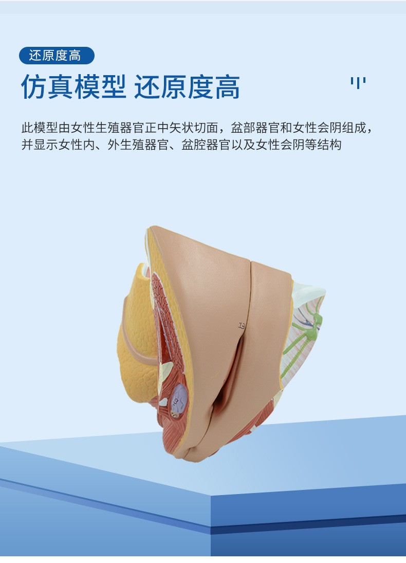 1:1 Female internal and external generative organ Medical Anatomical Model
