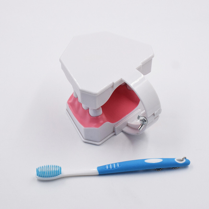 10Pcs Dental High Quality Study Teeth Model Colgate 2Times Large With Removable