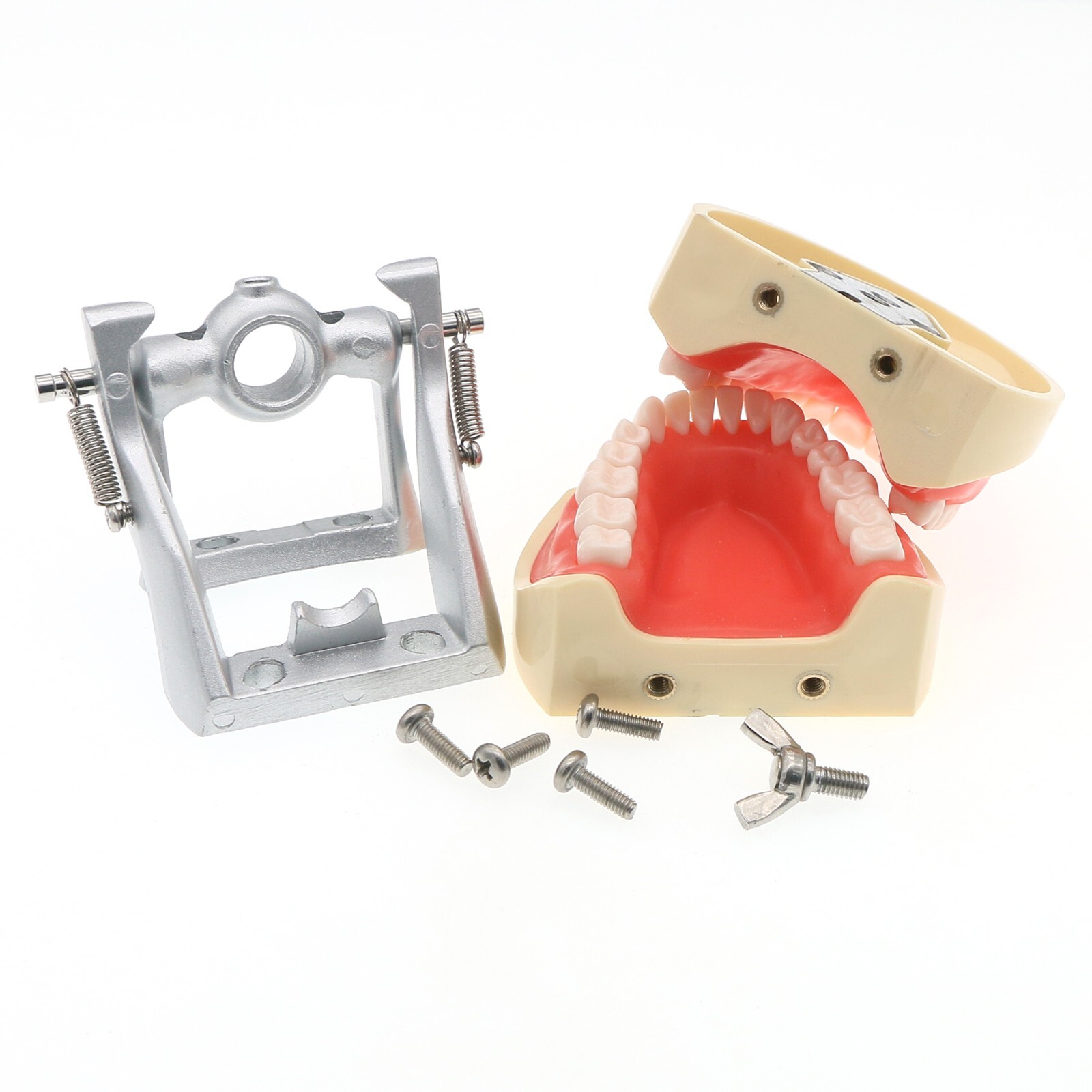 Kilgore Nissin 200 Type Dental Typodont 32Pcs Teeth Model Screw-in Replacement