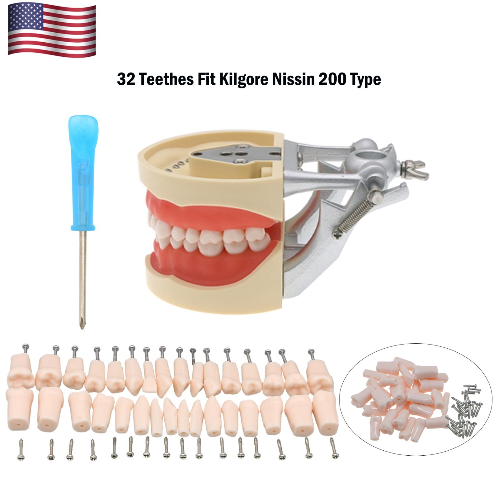 US Dental Kilgore Nissin 200 Typodont Model 32PCS Teeth, Removable, Soft Gingiva