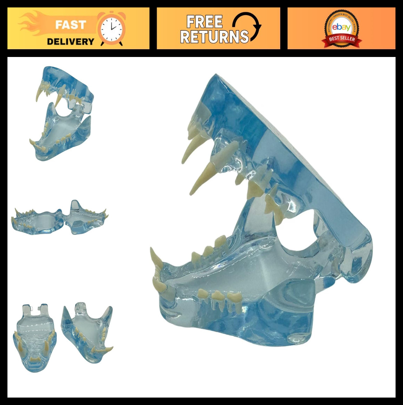 Blue Transparent Dog Cat Tooth Model – Veterinary Education Tool for Oral Anatom