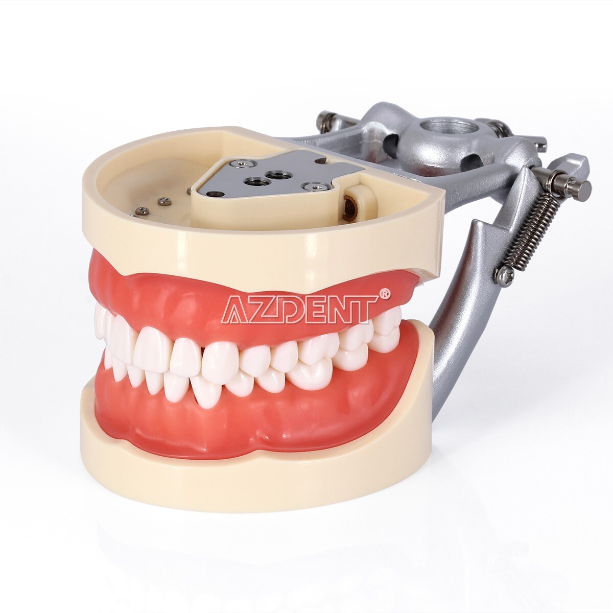 Kilgore NISSIN 200 Type Dental Typodont Model/Implant Denture Restoration Model