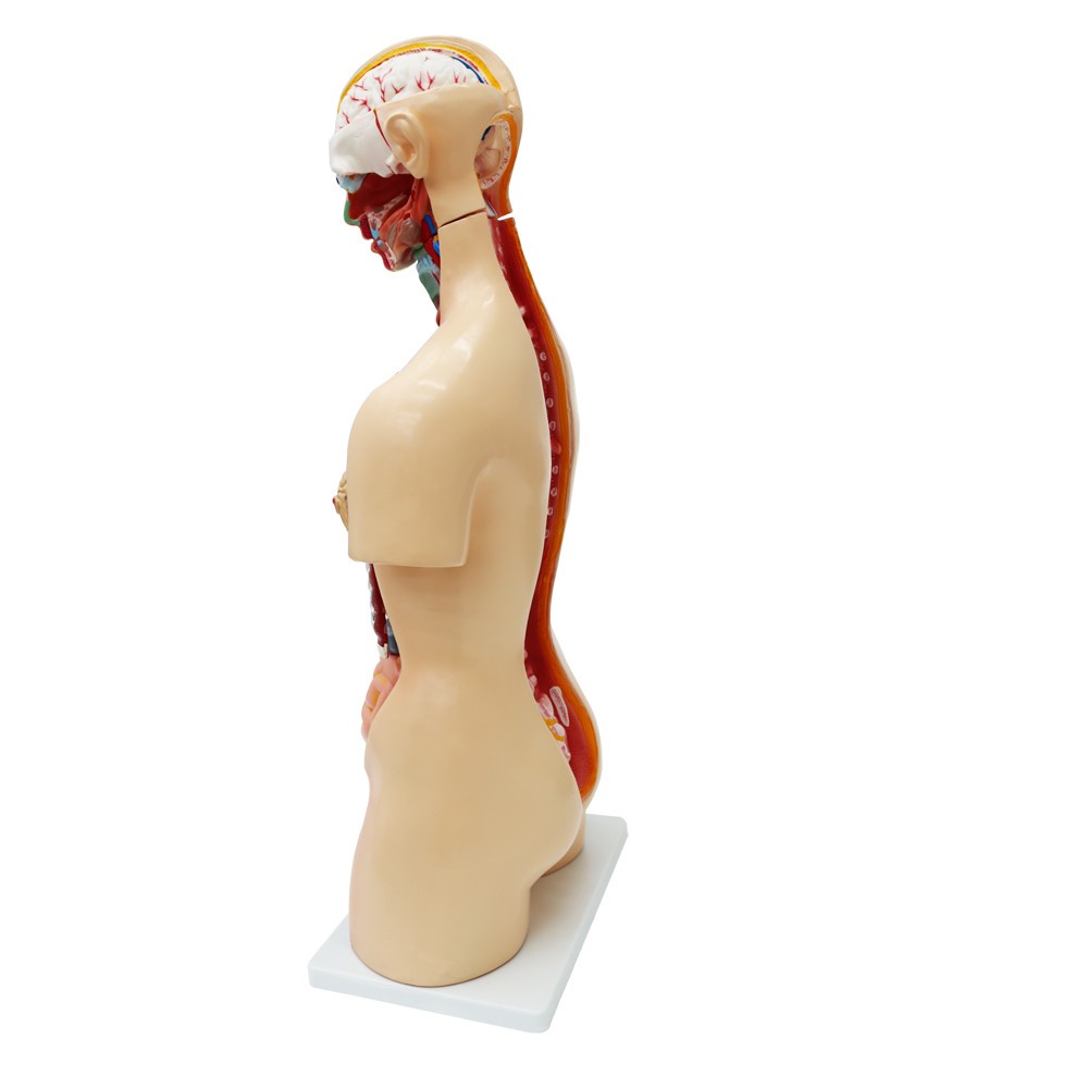 Detachable Human Torso Model Medical 31.89 in Dual-Sex Torso Anatomy Model