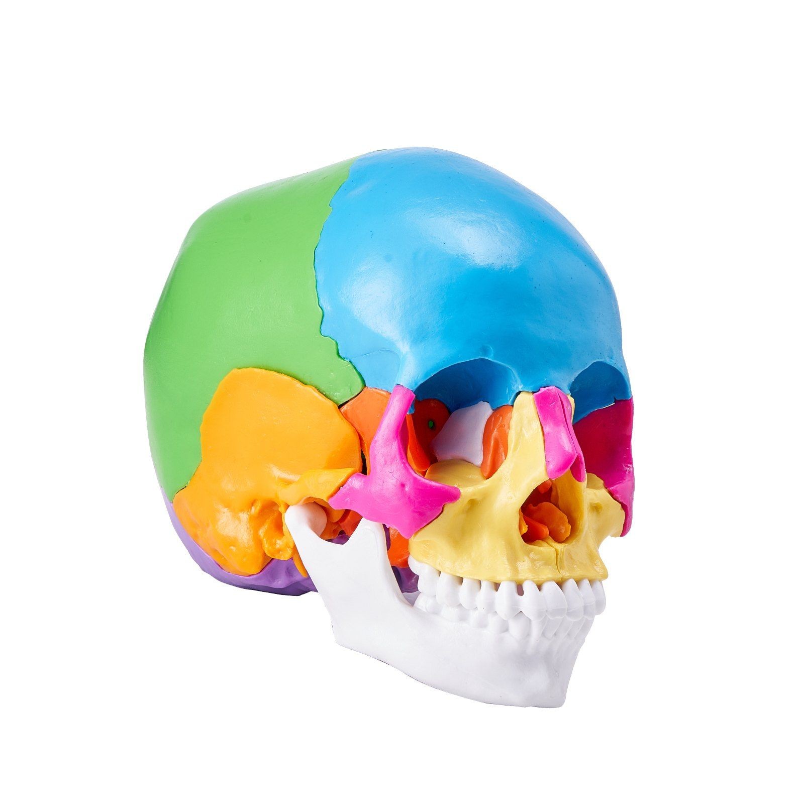 Anatomical PVC Skull Model 22 Sections Life-Size Detachable Study