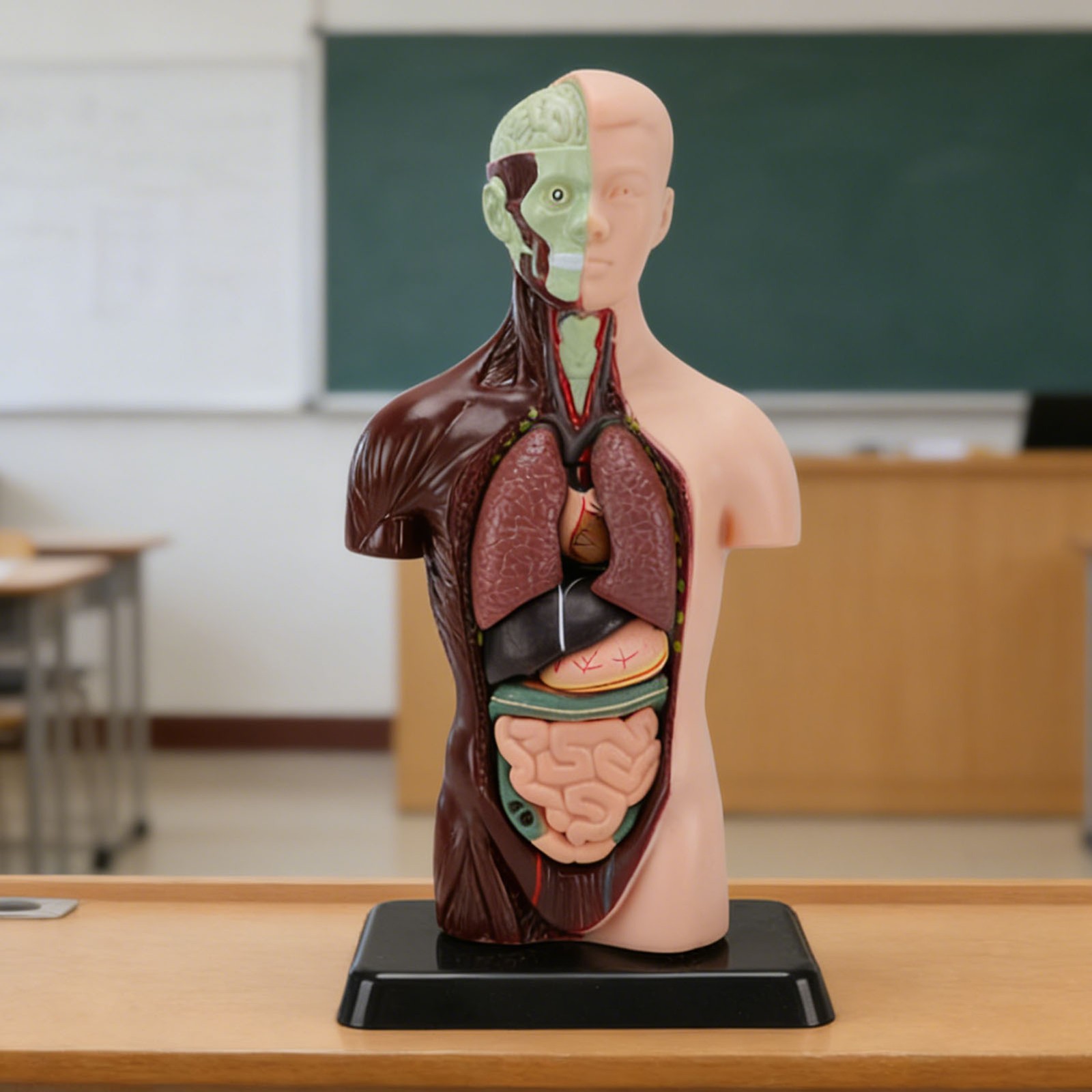 Interactive Human Body Model Organ Replica Education