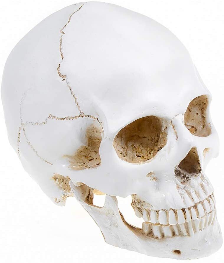 Realistic 1:1 Retro Human Skull Model Life Size Anatomical Skeleton Head M/L CE