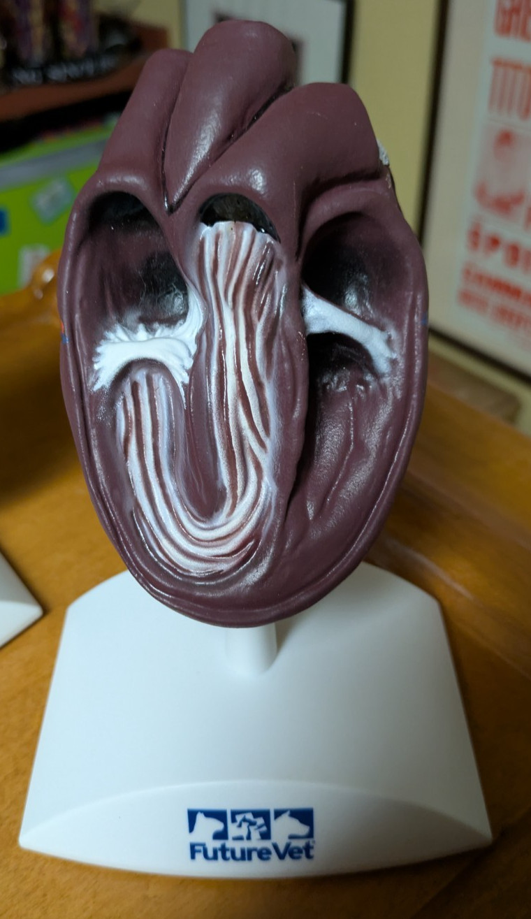 Banfield Future Vet Anatomical Model for Education Canine Heart Nice Worms Dog