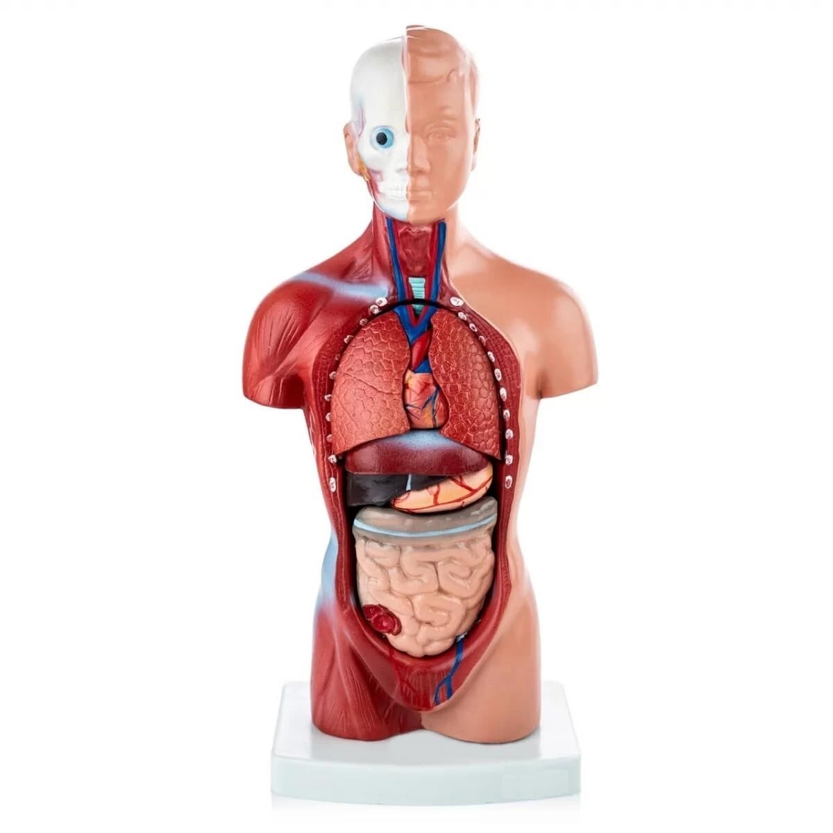 Mini Human Torso Model With 15 Removable Parts | Made Up Of Unbreakable PVC