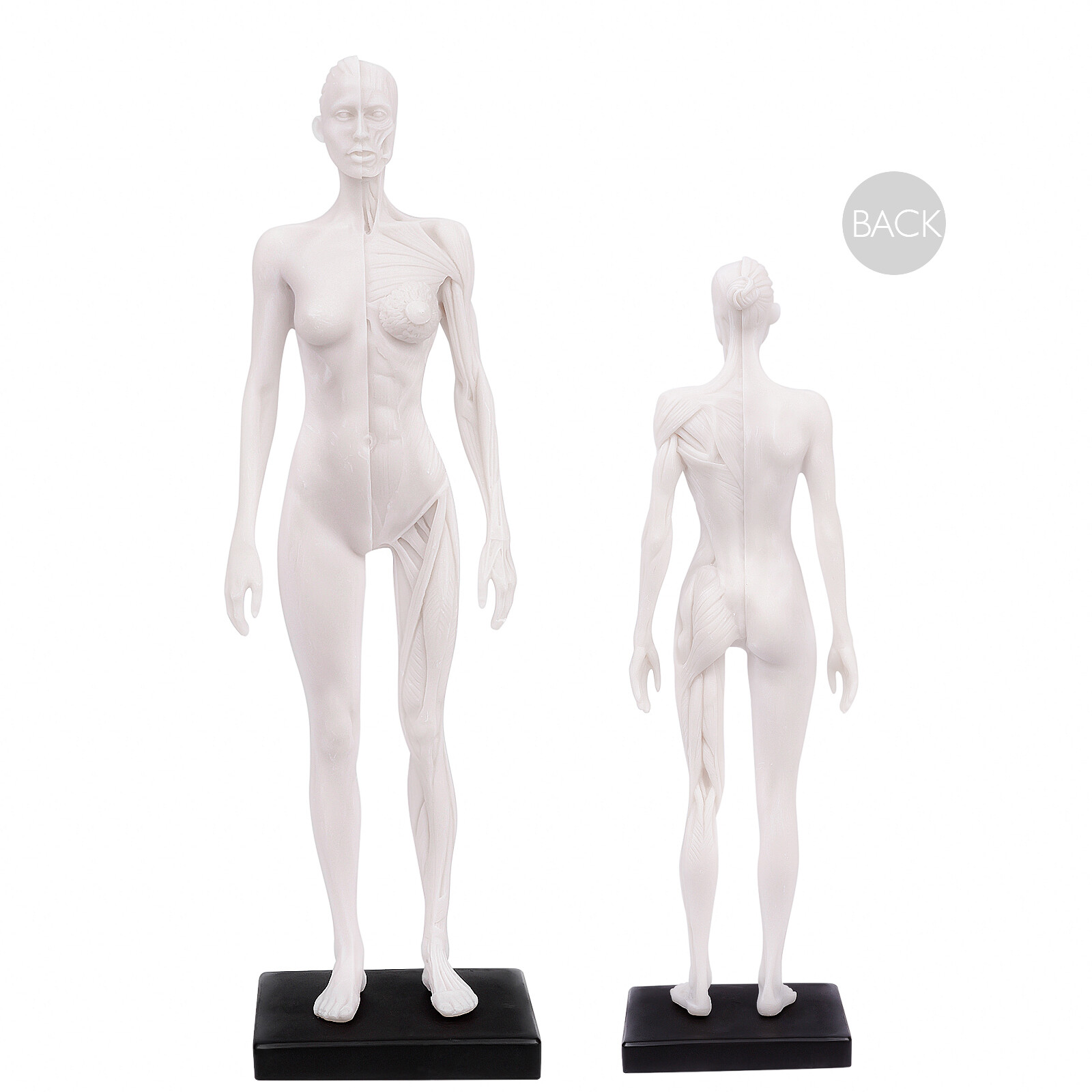 30cm Human Skeleton Anatomical Model Female Anatomy Skull Muscle Bone White