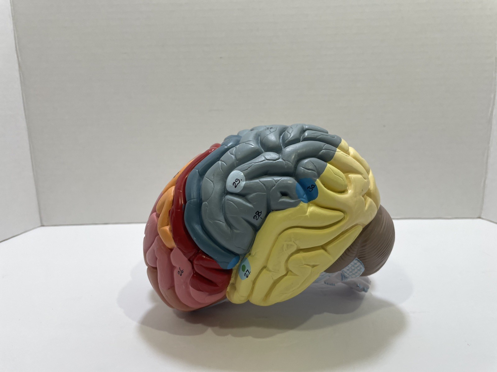 Human Brain Anatomical Model Life-Size, Color-Coded Partitioned Brain