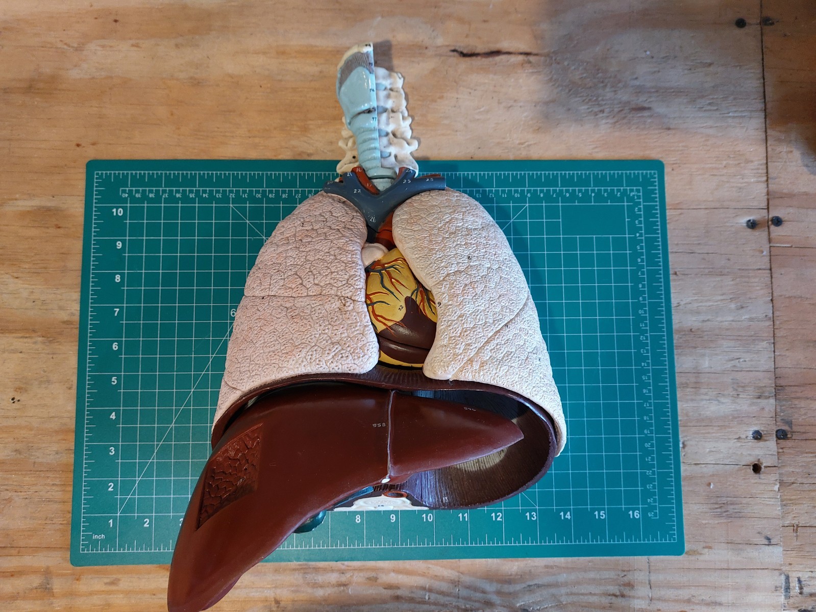 Nystrom Biological Human Anatomy Model Respiratory Organs AM-118 + Liver