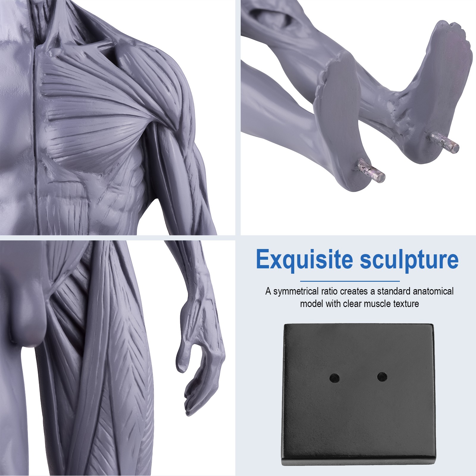 30cm Gray Human Anatomy Model Muscles & Bones for Medical Study & Art Sculpture