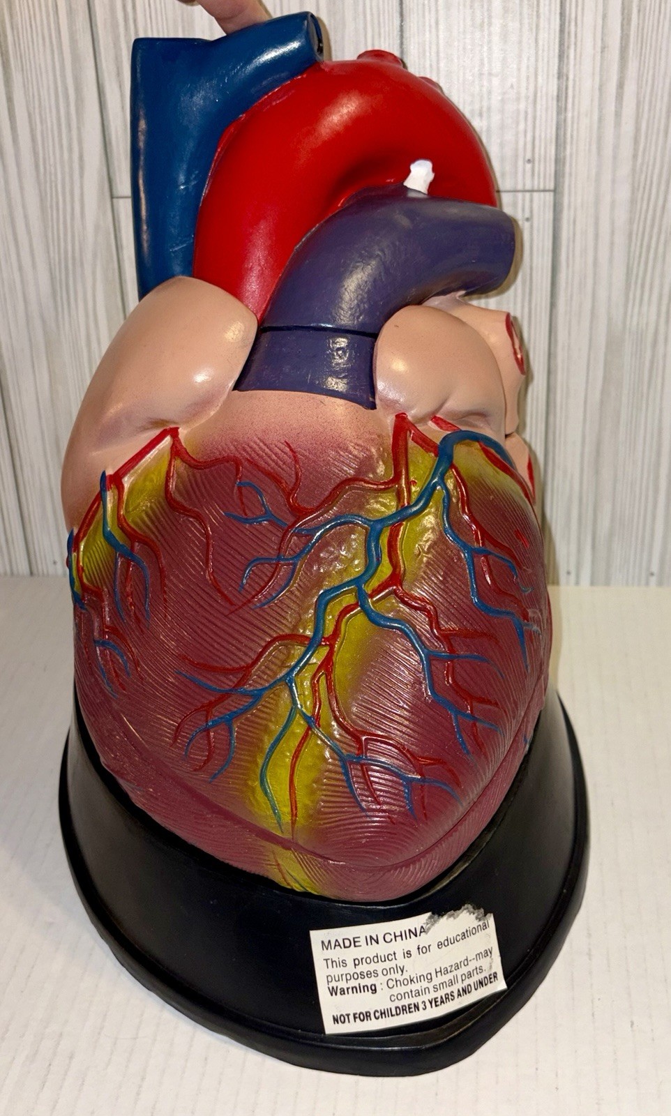 Dissectible Human Anatomical Jumbo Heart Model 7 Piece + Base Teaching Model