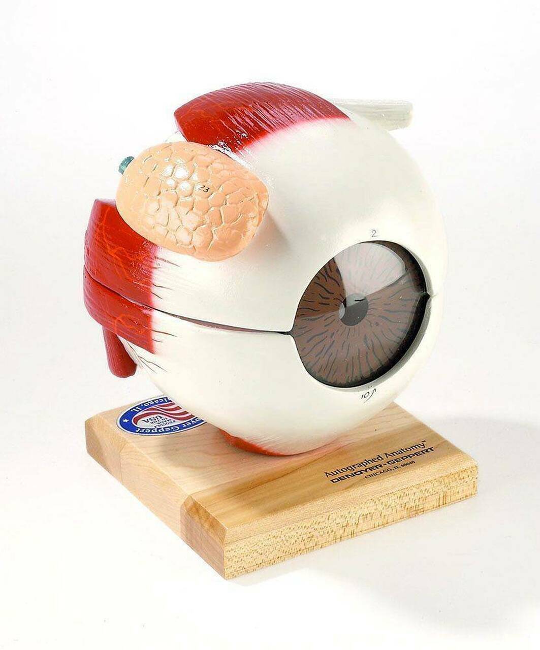 Denoyer Geppert Giant Eye w/Functional Lens 6 Times Full Size 5-Part Model