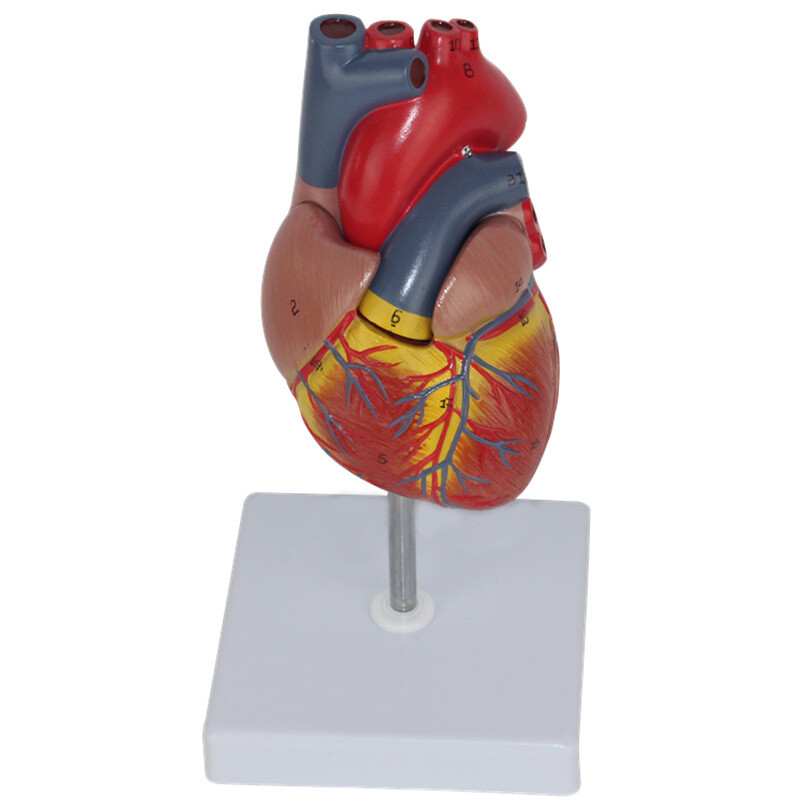 Life Size Human Heart Model Anatomical Models 2 Parts for Teaching Demonstration