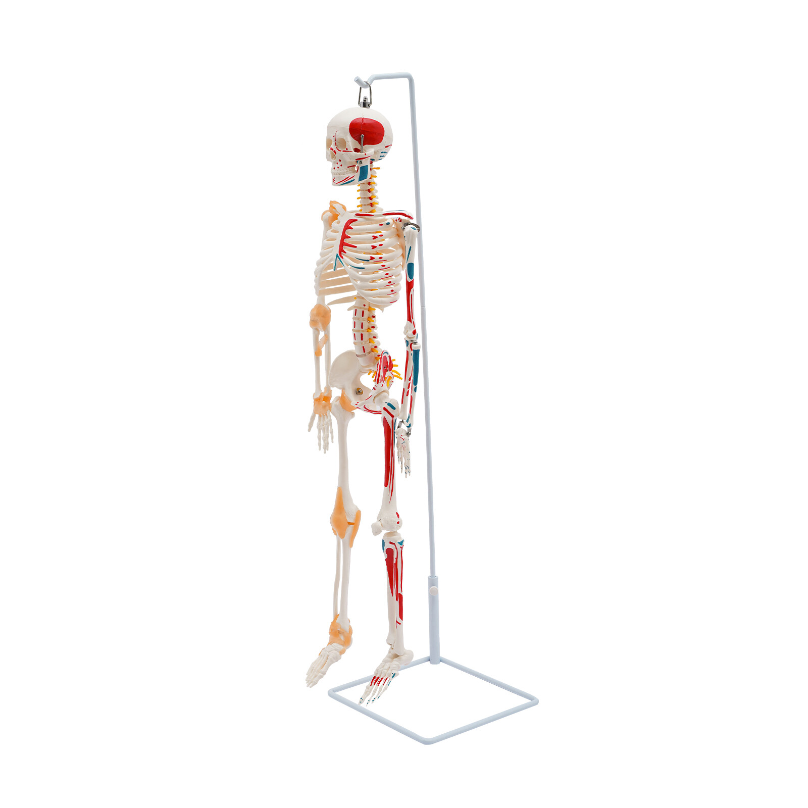 85cm Hanging Style Human Skeleton Model Includes Joint Ligaments For Doctor