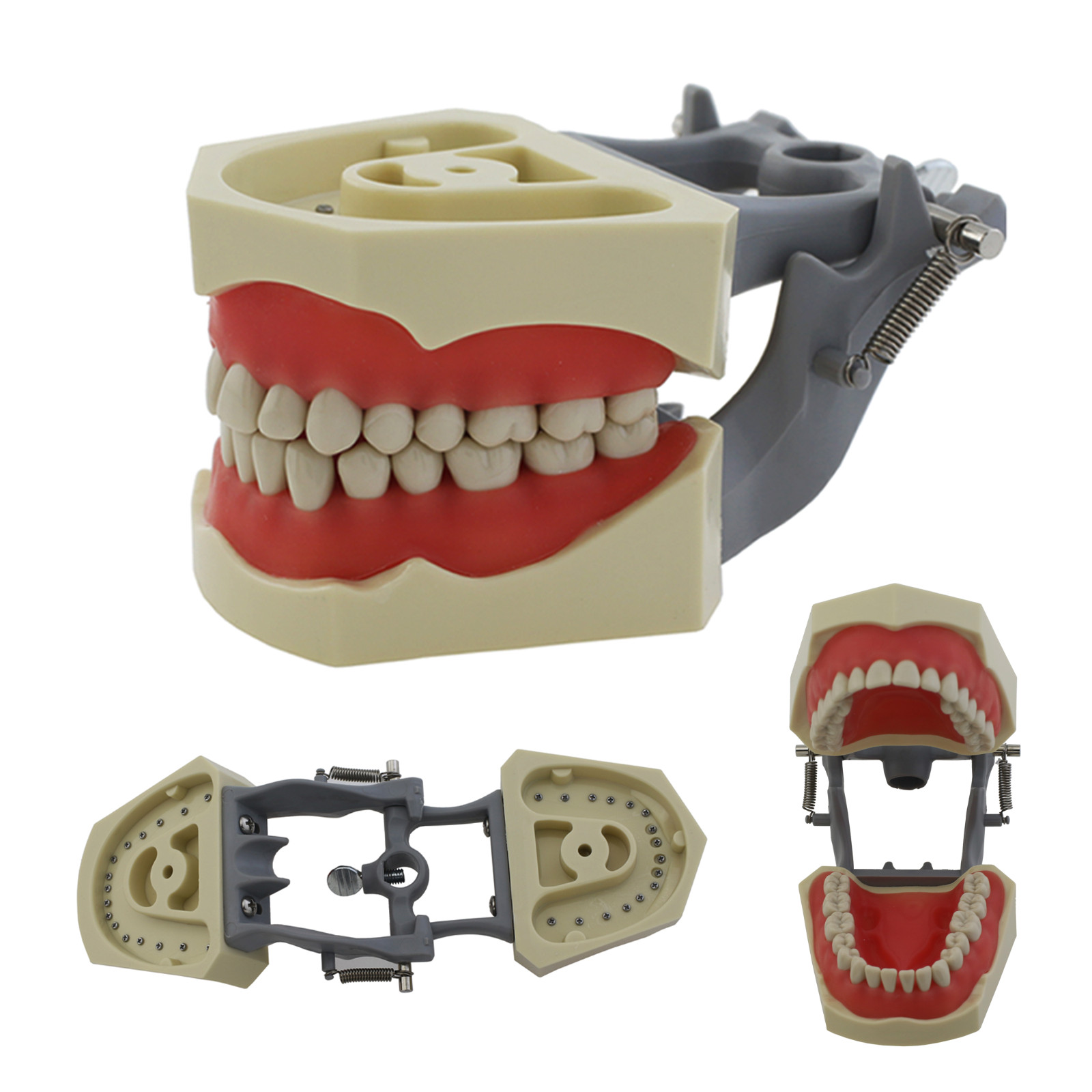 Columbia Dentoform Dental Typodont Model 32pcs Removable Teeth Soft Gingiva