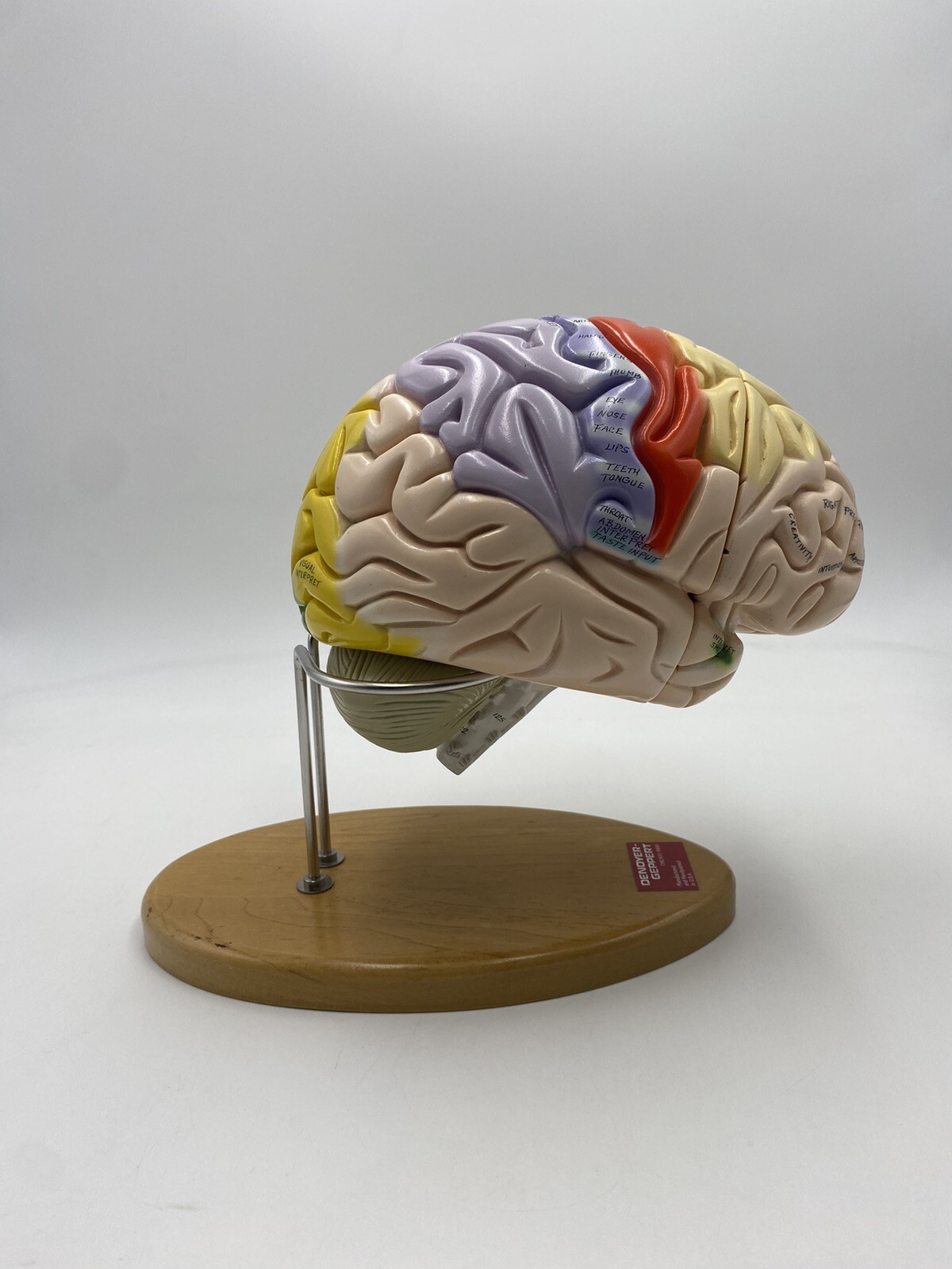 Denoyer Geppert Anatomical Model Anatomy 0172-00 Giant Functional Center Brain