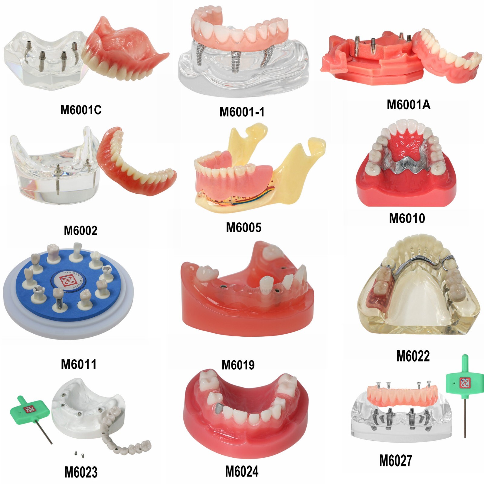 Dental Typodont Teeth Model Implant Pathological Perio Restoration Practice Demo