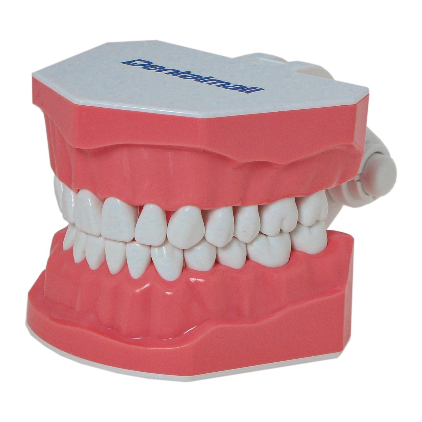 US Dental Typodont Standard 1:1 Brushing Flossing Practice Teeth Model M7010-1