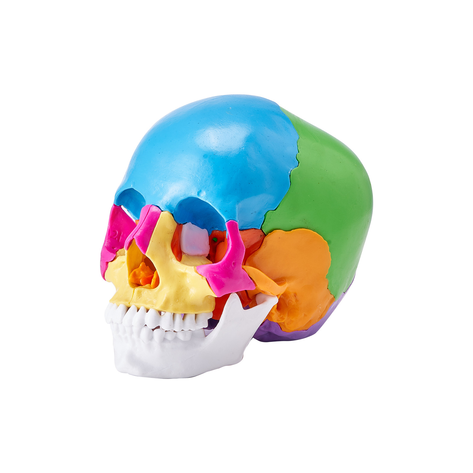 VEVOR Human Skull Model Anatomical Skull Model 22 Parts 1:1 Colored Skeleton