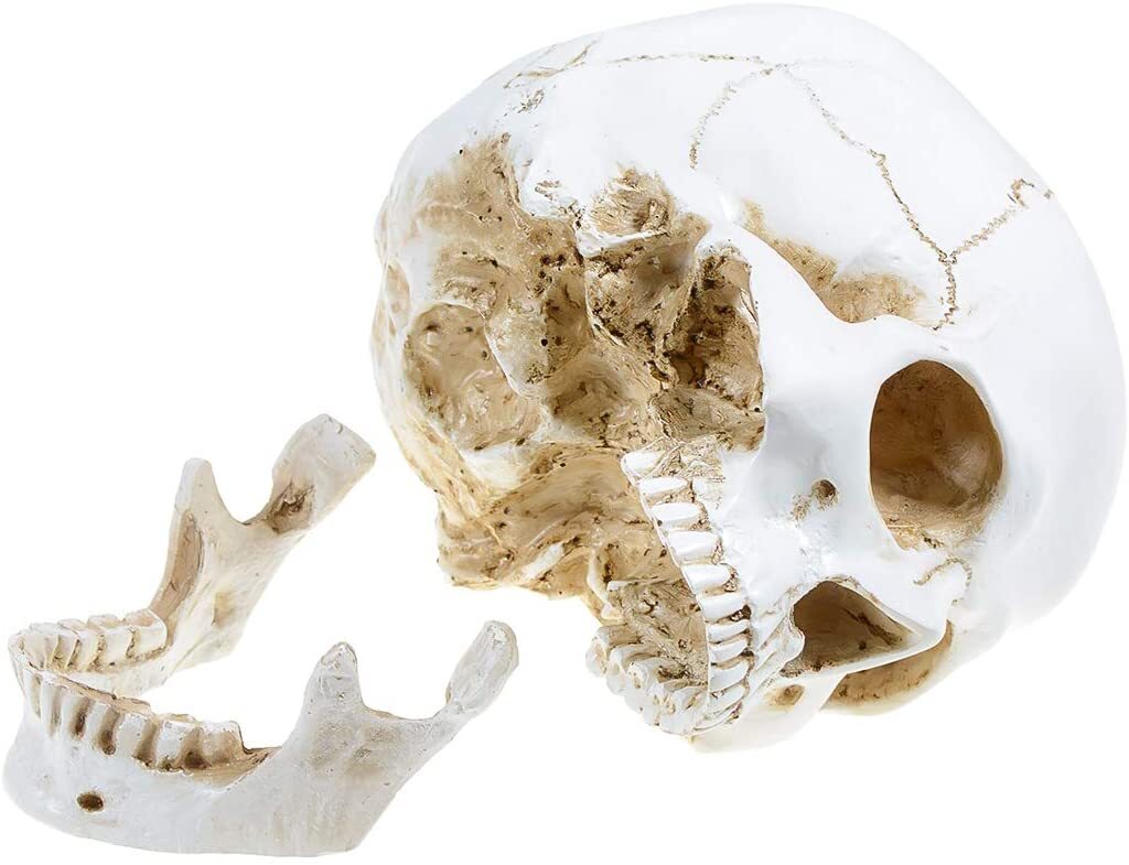 Large Size Retro Removable Human Skull Anatomical Teaching Skeleton Head Model