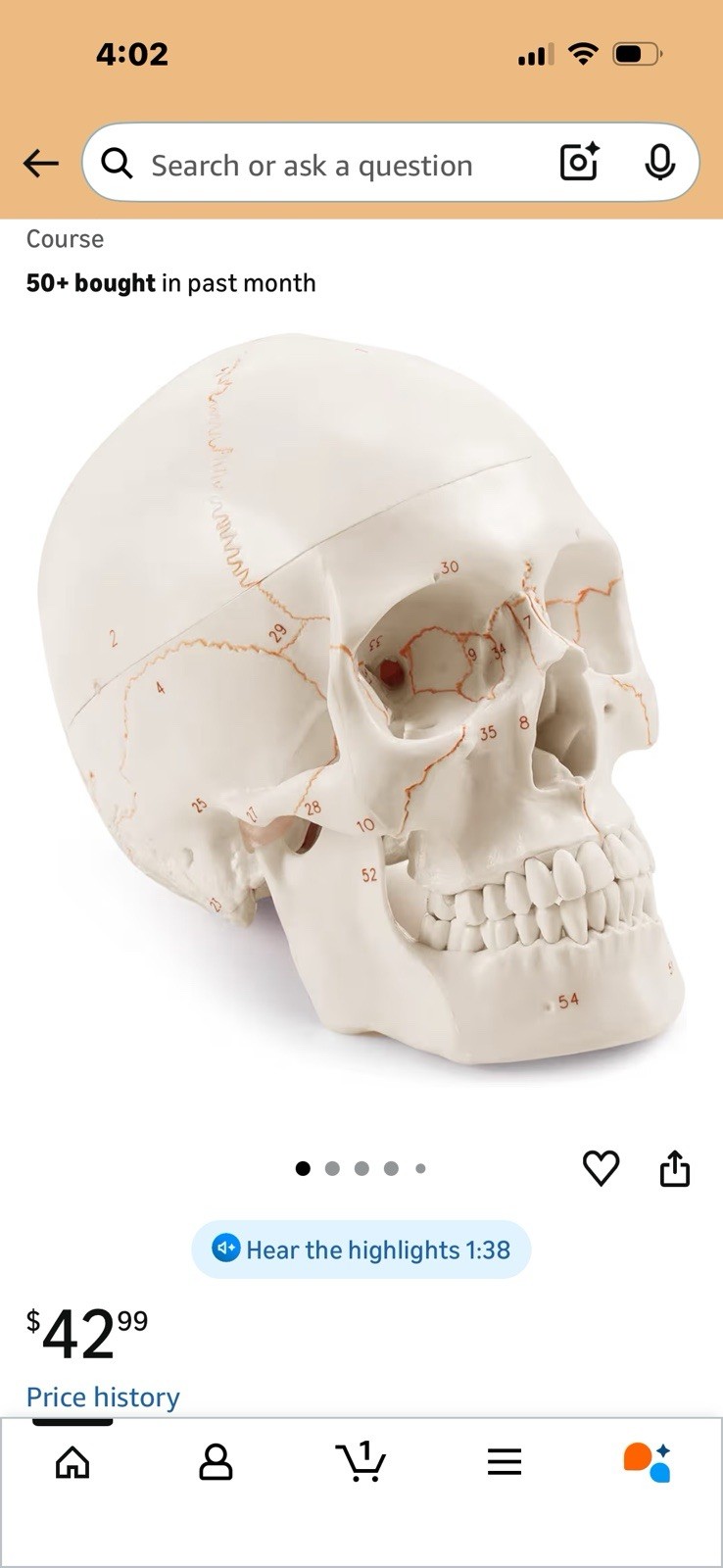 Life-Size Anatomical Human Skull Model with Labeled Features for Medical Use