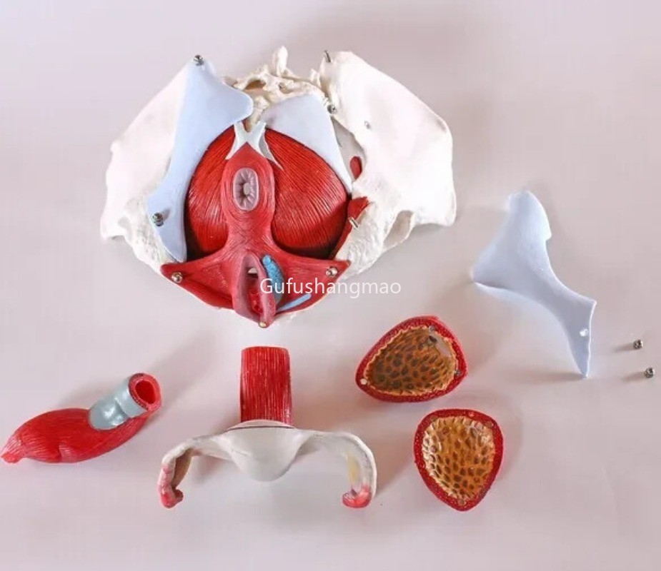 Life Size Female Pelvis Medical/Teaching Anatomy Model Removable Organ 6-part US