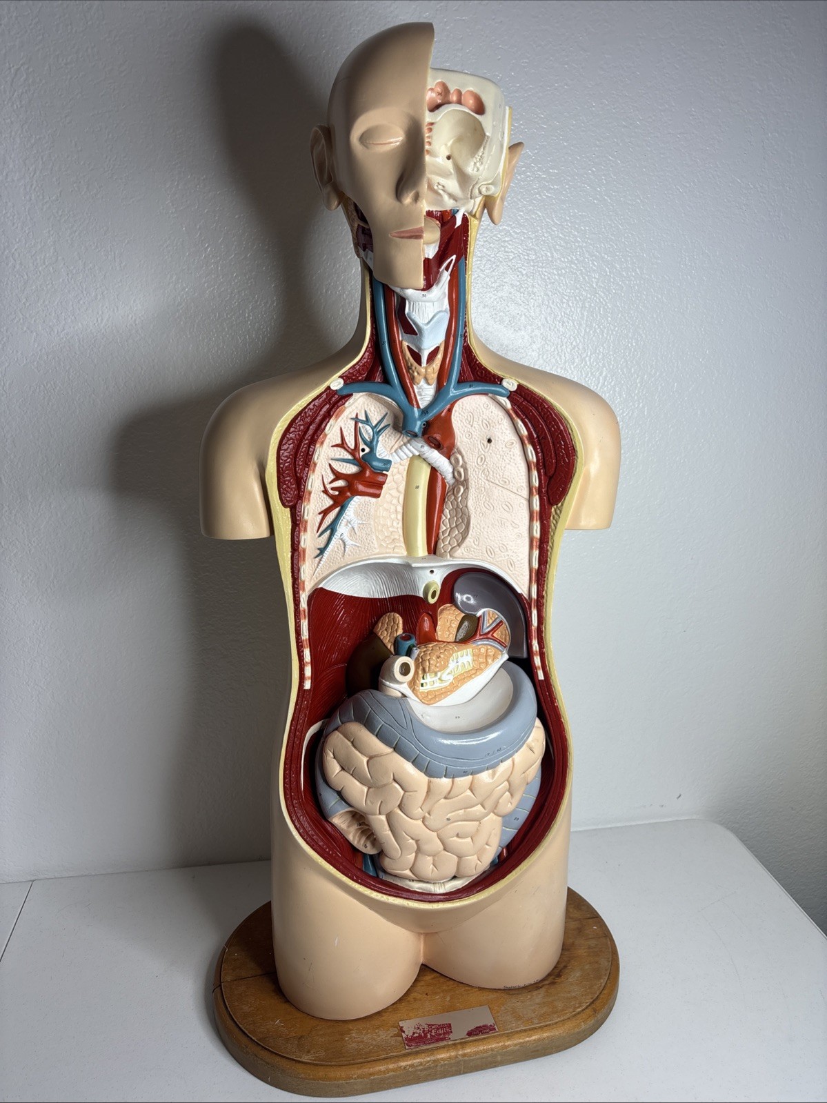 Denoyer-Geppert Body Torso Anatomical Model See Description
