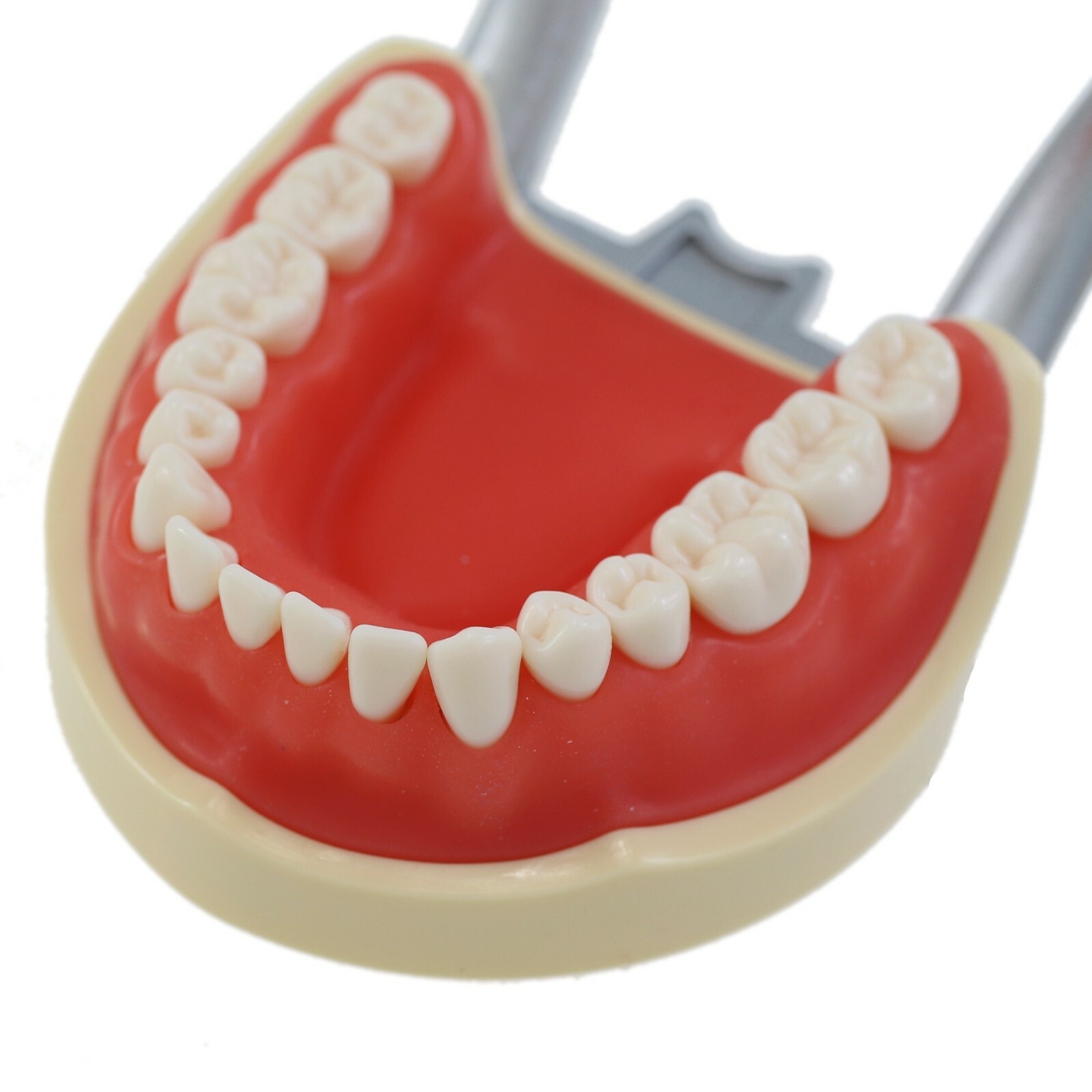 Dental Typodont Model Replacement 32PCS Teeth Mounting Pole Kilgore Nissin 200