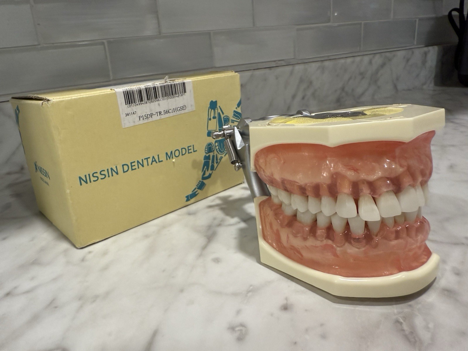 Periodontal Disease Simulated/ Removable Teeth Models, Colgate PT Ed With Brush