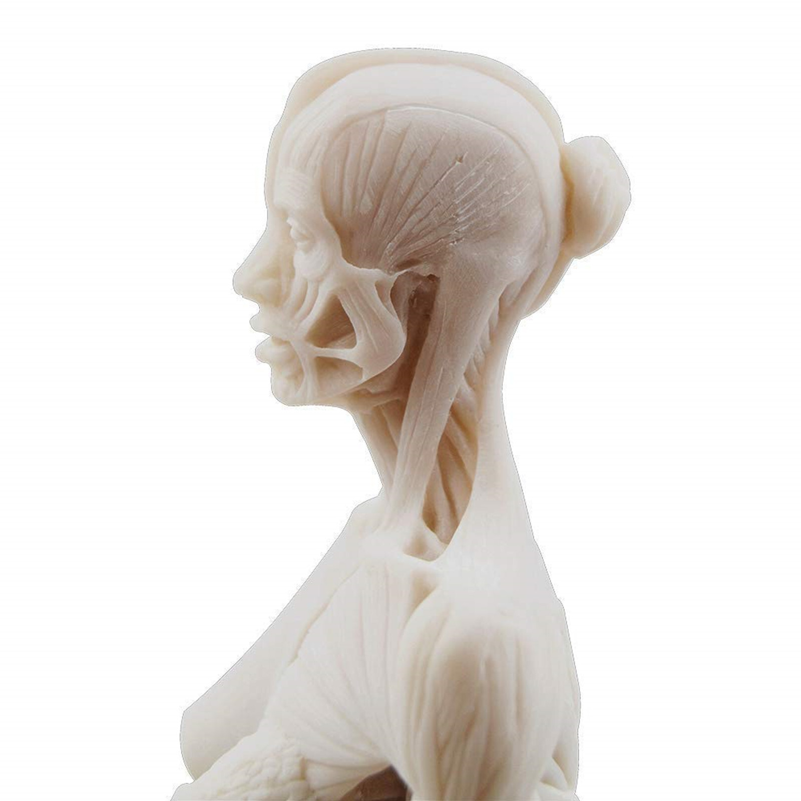 30cm Female Anatomy Figure Anatomical Model Artist Drawing Manikin Mannequin