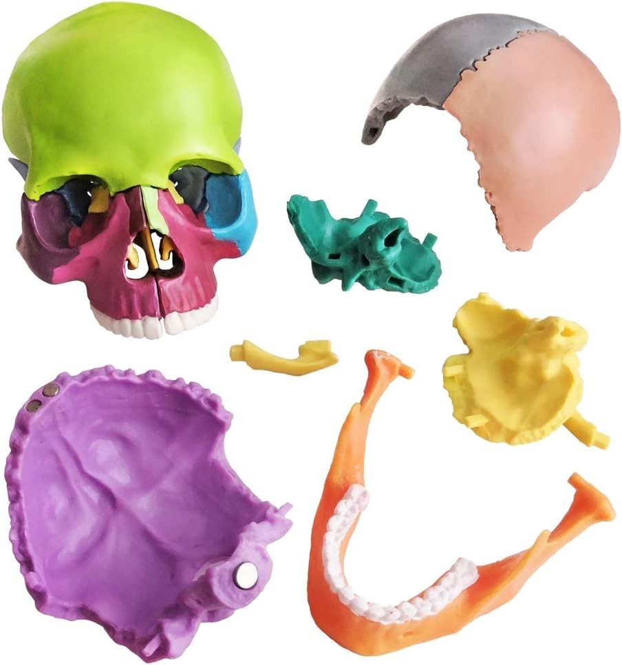 Colorful 15-Piece Human Skull Model for Educational & Medical Use