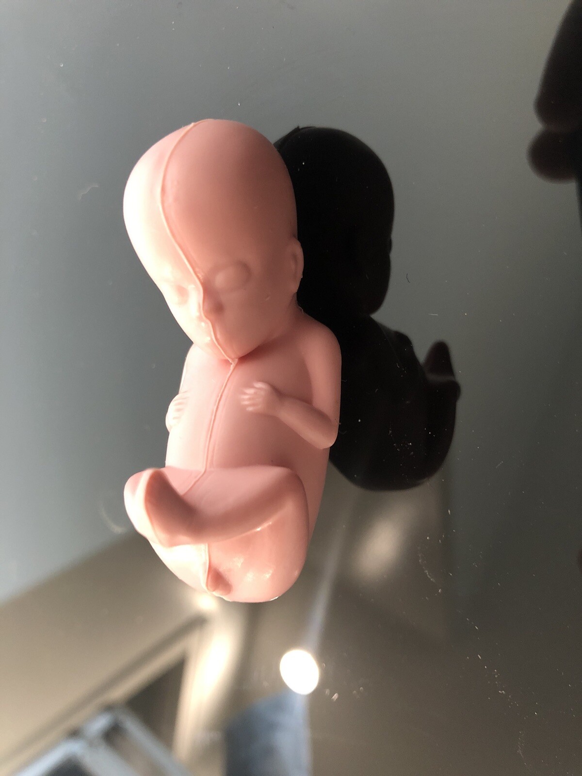Vintage 11-12 Week Fetus Baby Anatomical Model Actual Size with Card Fetal