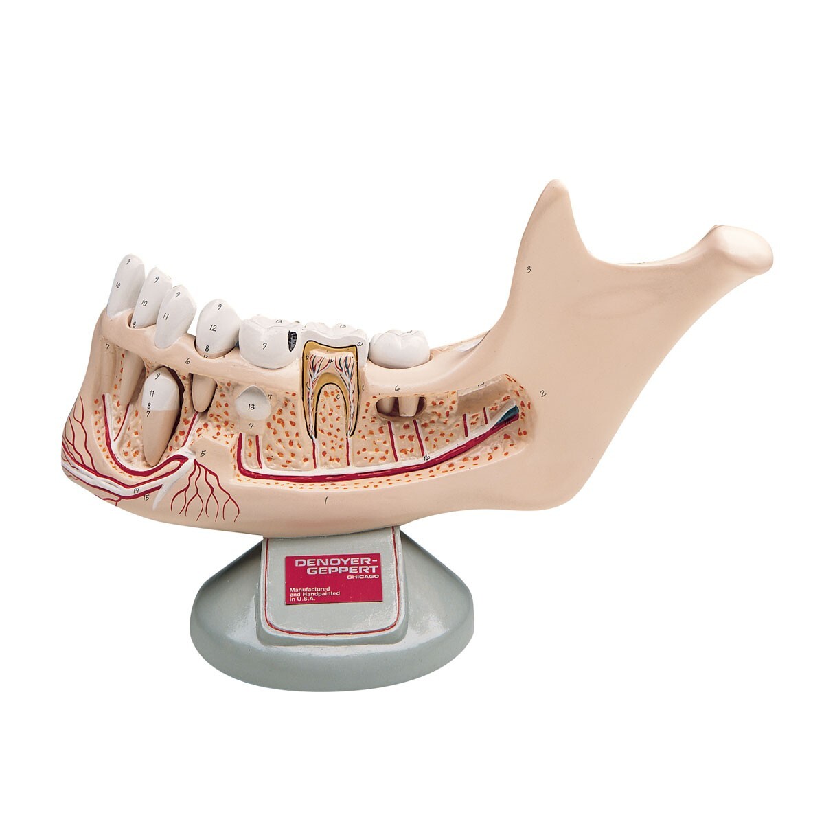 Denoyer Geppert Half Lower Jaw of Young Person, 3.5 times full-size 5 part Model